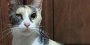 Le robaron una mochila con su gatita recién castrada