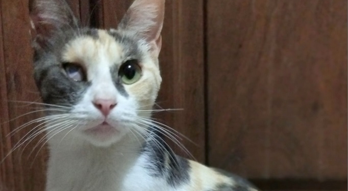 Le robaron una mochila con su gatita recién castrada