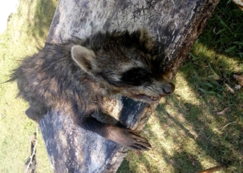 Hallaron mapaches muertos en el camino a Puerto Aragón