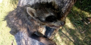 Hallaron mapaches muertos en el camino a Puerto Aragón