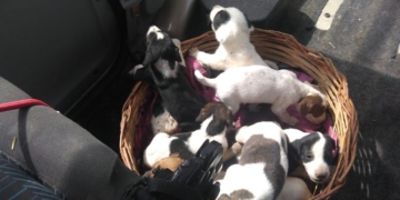 Encontraron a 12 perritos y su mamá abandonados: hay dos en estado crítico