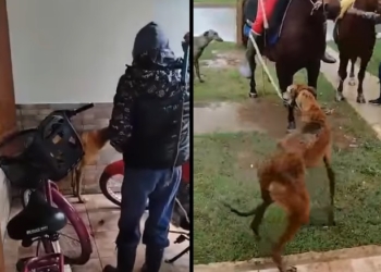 San Genaro: un perro fue atacado a latigazos y arrastrado atado a un caballo
