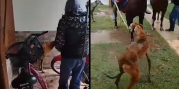 San Genaro: un perro fue atacado a latigazos y arrastrado atado a un caballo