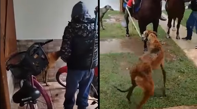 San Genaro: un perro fue atacado a latigazos y arrastrado atado a un caballo