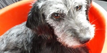 El perrito arrastrado por una moto en Oliveros está a salvo y busca una familia