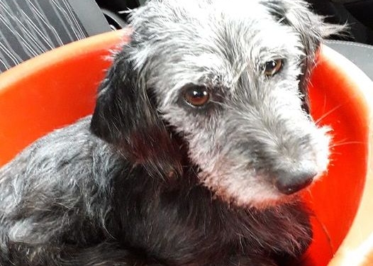 El perrito arrastrado por una moto en Oliveros está a salvo y busca una familia