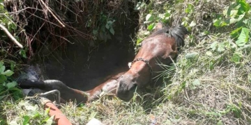 Bomberos rescataron a un caballo que cayó en un profundo pozo