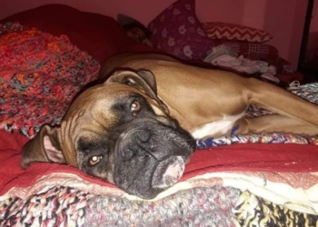 Totoras: León tiene un tumor y su dueña vende pizzas para costear la operación