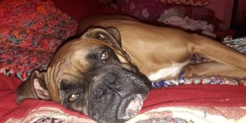 Totoras: León tiene un tumor y su dueña vende pizzas para costear la operación