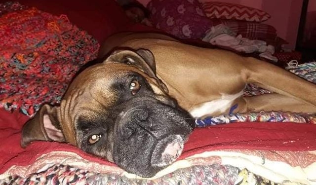 Totoras: León tiene un tumor y su dueña vende pizzas para costear la operación