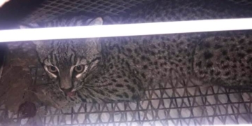 Un gato montés fue rescatado dentro de un galpón en la región