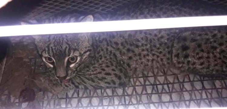 Un gato montés fue rescatado dentro de un galpón en la región