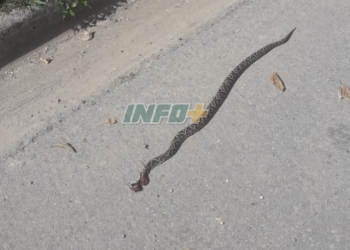 Una yarará sorprendió a vecinos de Monje en la puerta de una casa