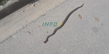 Una yarará sorprendió a vecinos de Monje en la puerta de una casa