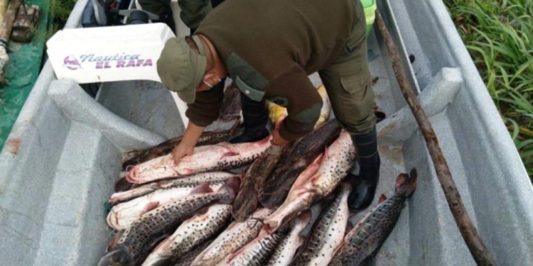 Decomisaron 250 sábalos y otras especies en zona de islas frente a Gaboto