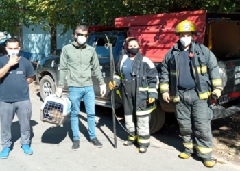 Hallaron un carpincho en un jardín de infantes y fue rescatado