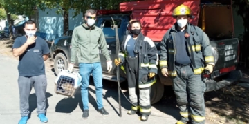 Hallaron un carpincho en un jardín de infantes y fue rescatado