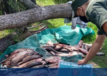 Más pescadores sancionados por Los Pumas frente a Gaboto, Monje y Barrancas
