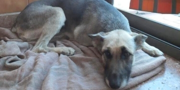 Un hogar para Mila, la perrita a la que le cortaron la cola y la arrastraron en un auto