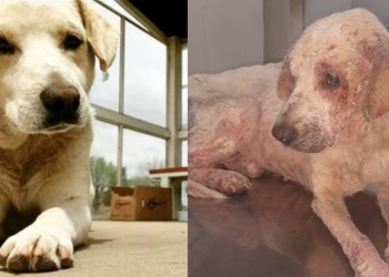 Maltrato en Díaz: rescataron a Beethoven, sometido tras la muerte de su dueño