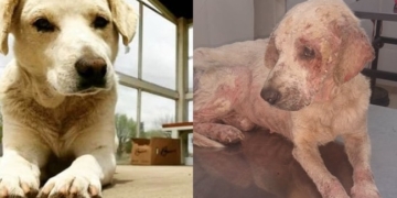 Maltrato en Díaz: rescataron a Beethoven, sometido tras la muerte de su dueño