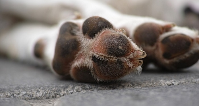 Envenenamiento de perros en Serodino: murieron cinco mascotas