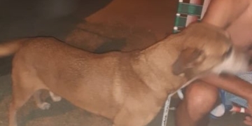 Un perro fue herido con un balín en Gaboto: «Pensé que se me moría»