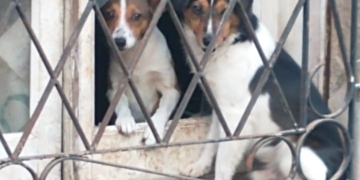 Maciel: se busca hogar para 7 perritos tras la muerte de su dueño