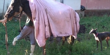 Rescataron a un caballo que había caído a un profundo pozo
