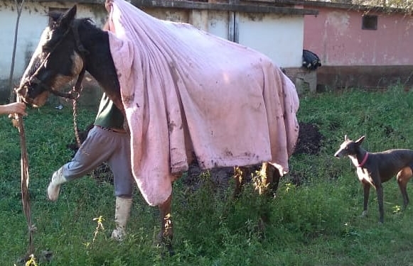 Rescataron a un caballo que había caído a un profundo pozo