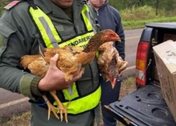Ruta 34: Gendarmería incautó dos gallos en un camión y una familia de Totoras “los adoptó”