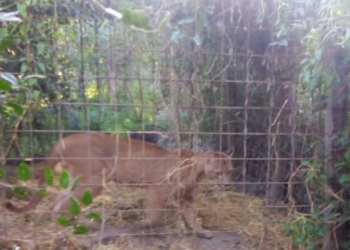 Hallaron animales silvestres dentro de jaulas en un campo de la región