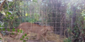 Hallaron animales silvestres dentro de jaulas en un campo de la región