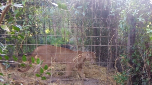 Hallaron animales silvestres dentro de jaulas en un campo de la región