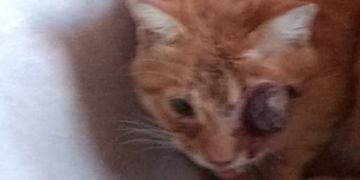 Crueldad animal en Gaboto: encontraron a su gato sin dentadura y sin un ojo