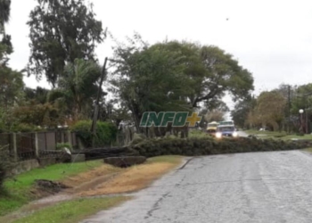 El viento derribó un pino en Gaboto y afectó el tendido eléctrico