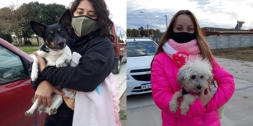 Nueva jornada de castración en Totoras con 60 mascotas esterilizadas