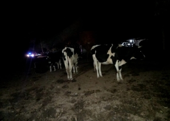 Muerte en Timbúes: llevaron la pitbull al IMUSA y secuestraron 58 animales