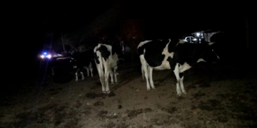 Muerte en Timbúes: llevaron la pitbull al IMUSA y secuestraron 58 animales