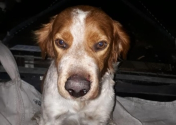 Un perro fue mordido por una yarará en Gaboto: alertan por la aparición de víboras