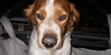 Un perro fue mordido por una yarará en Gaboto: alertan por la aparición de víboras