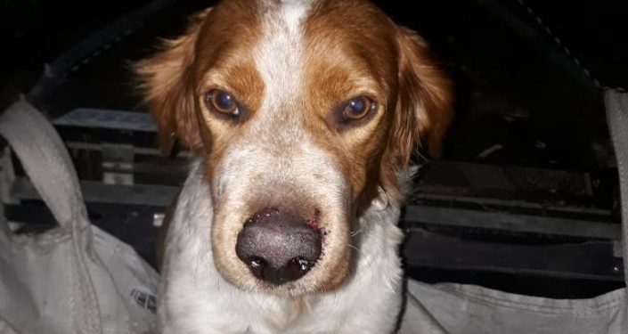 Un perro fue mordido por una yarará en Gaboto: alertan por la aparición de víboras