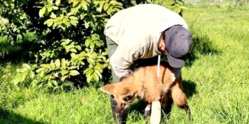 El aguará rescatado entre Díaz y Monje se recupera en la granja La Esmeralda