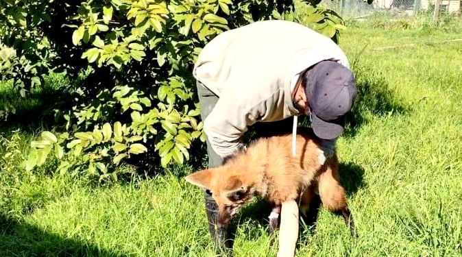 El aguará rescatado entre Díaz y Monje se recupera en la granja La Esmeralda