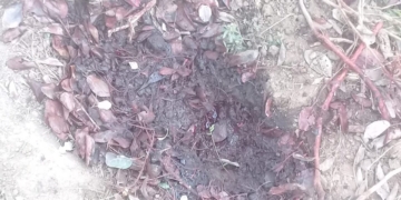 Abigeato en Maciel: robaron y mataron un novillo en el ex frigorífico