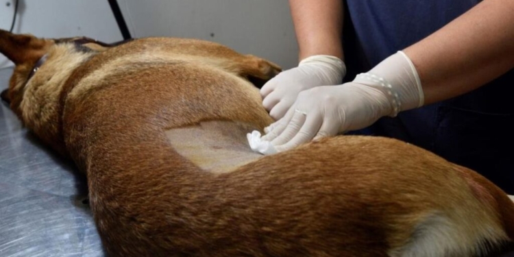 Oliveros y Barrancas preparan jornadas de castración para perros y gatos