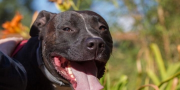 Por primera vez, Totoras multó a tres vecinos por abandonar un perro