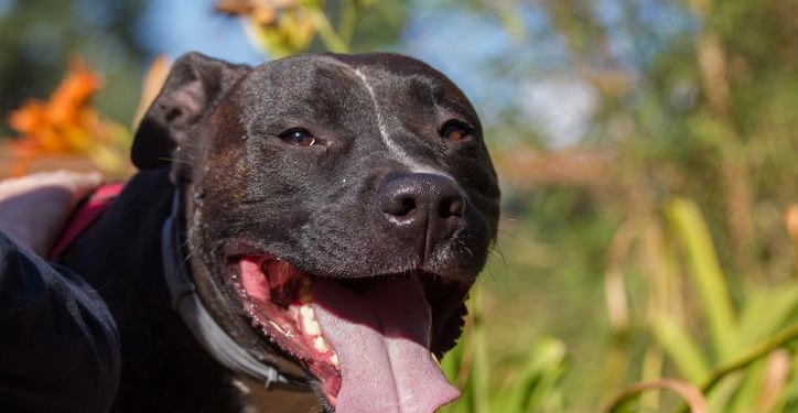 Por primera vez, Totoras multó a tres vecinos por abandonar un perro