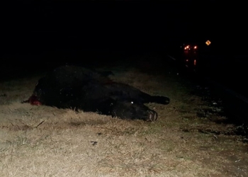Animales sueltos en autopista: dos camiones chocaron contra tres vacas