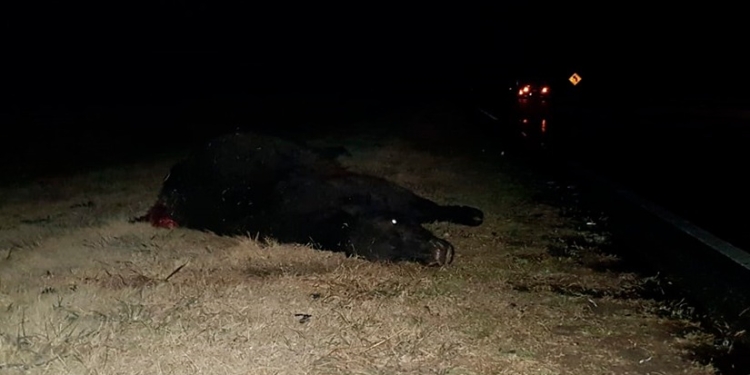 Animales sueltos en autopista: dos camiones chocaron contra tres vacas